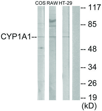 Anti-Cytochrome P450 1A1 antibody produced in rabbit affinity isolated antibody