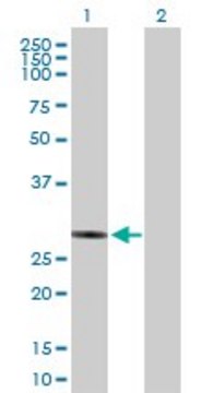 Anti-NUBPL antibody produced in mouse purified immunoglobulin, buffered aqueous solution