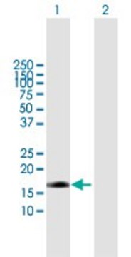 Anti-EDN2 antibody produced in mouse purified immunoglobulin, buffered aqueous solution