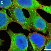Anti-CAM-cysteine Antibody, clone 4E7 ZooMAb® Rabbit Monoclonal recombinant, expressed in HEK 293 cells