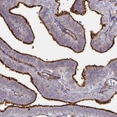 Anti-PODXL antibody produced in rabbit Prestige Antibodies® Powered by Atlas Antibodies, affinity isolated antibody, buffered aqueous glycerol solution
