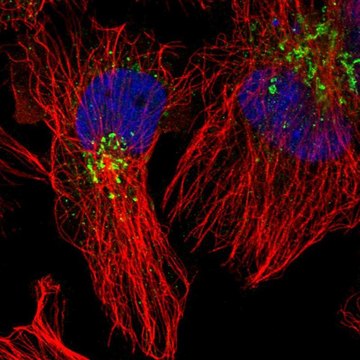 Anti-ACSL4 antibody produced in rabbit Prestige Antibodies&#174; Powered by Atlas Antibodies, affinity isolated antibody