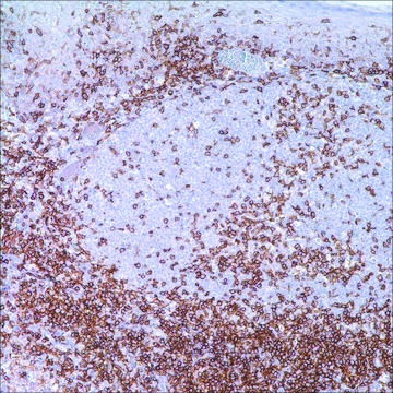 CD4 (SP35) Rabbit Monoclonal Antibody