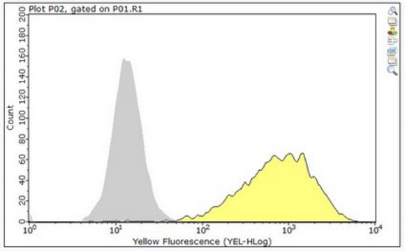 Anti-TIM-1 Antibody, clone 3B3 clone 3B3, from rat