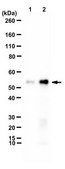 Anti-Calreticulin Antibody, arginylated (Nt-Glu18) from rabbit, purified by affinity chromatography