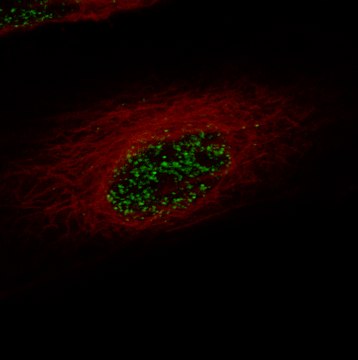 Monoclonal Anti-Zeb2 Antibody Produced In Mouse Prestige Antibodies&#174; Powered by Atlas Antibodies, clone CL13467, affinity isolated antibody, buffered aqueous glycerol solution