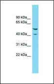 Anti-ERF, (N-terminal) antibody produced in rabbit affinity isolated antibody