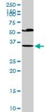 Anti-EDA2R antibody produced in rabbit purified immunoglobulin, buffered aqueous solution