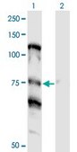 Monoclonal Anti-NOLC1, (C-terminal) antibody produced in mouse clone 3F8, purified immunoglobulin, buffered aqueous solution