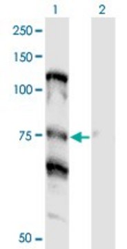 Monoclonal Anti-NOLC1, (C-terminal) antibody produced in mouse clone 3F8, purified immunoglobulin, buffered aqueous solution