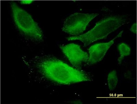 Monoclonal Anti-TSSC1 antibody produced in mouse clone 2H5, purified immunoglobulin, buffered aqueous solution