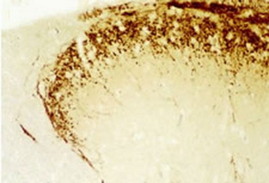 降钙素基因相关肽（CGRP）兔多克隆抗体 lyophilized, Calbiochem&#174;