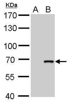 Monoclonal Anti-Cre recombinase antibody produced in mouse clone GT10212, affinity isolated antibody