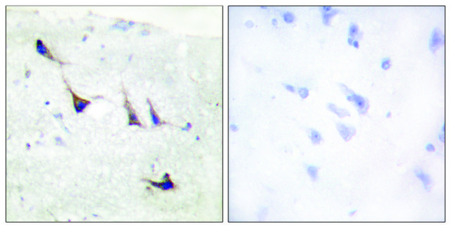 Anti-Syntaxin 1A, N-Terminal antibody produced in rabbit affinity isolated antibody