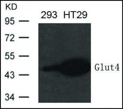 Anti-SLC2A4 antibody produced in rabbit affinity isolated antibody