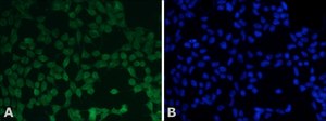Anti-NBS1 (Nibrin), C-terminal antibody produced in rabbit affinity isolated antibody, buffered aqueous solution