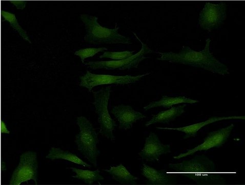 ANTI-MAPKAPK2 antibody produced in mouse clone 1F9, purified immunoglobulin, buffered aqueous solution