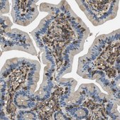 Anti-FCAR antibody produced in rabbit Prestige Antibodies® Powered by Atlas Antibodies, affinity isolated antibody, buffered aqueous glycerol solution