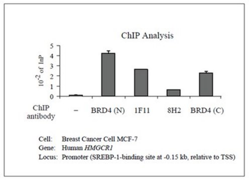 Anti-Brd4 Antibody, clone 1F11 clone 1F11, from mouse