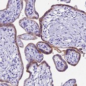 Anti-PSG11 antibody produced in rabbit Prestige Antibodies® Powered by Atlas Antibodies, affinity isolated antibody, buffered aqueous glycerol solution