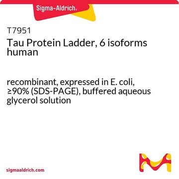 Tau Protein Ladder, 6 isoforms human recombinant, expressed in E. coli, &#8805;90% (SDS-PAGE), buffered aqueous glycerol solution