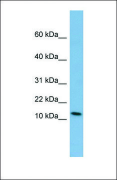 Anti-PYY antibody produced in rabbit affinity isolated antibody