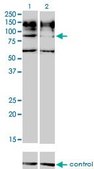 Monoclonal Anti-IL31RA antibody produced in mouse clone 3A10, purified immunoglobulin, buffered aqueous solution