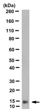 Anti-SH2D1A Antibody, clone SuGr-20 18A9 clone SuGr-20 18A9, from mouse