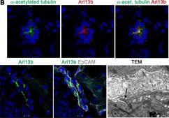 抗-γ-微管蛋白 affinity isolated antibody, buffered aqueous solution