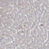 Anti-FAM83B antibody produced in rabbit Prestige Antibodies® Powered by Atlas Antibodies, affinity isolated antibody, buffered aqueous glycerol solution, ab1