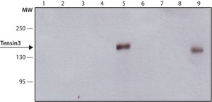 Anti-Tensin 3 antibody, Mouse monoclonal clone TN-17, purified from hybridoma cell culture