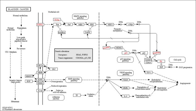 FGFR3 (397-end), active, GST tagged human PRECISIO&#174; Kinase, recombinant, expressed in baculovirus infected Sf9 cells, &#8805;70% (SDS-PAGE), buffered aqueous glycerol solution