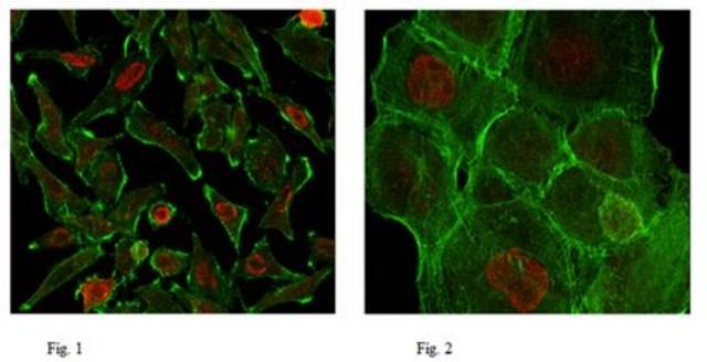 Anti-RNA polymerase II Antibody, clone CTD4H8, Ascites Free clone CTD4H8, from mouse