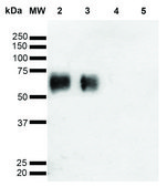 Monoclonal Anti-O-GalNAC-Horseradish Peroxidase antibody produced in mouse clone 9B9