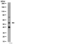 Anti-Zic2 Antibody from rabbit, purified by affinity chromatography
