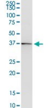 Anti-DMRTB1 antibody produced in mouse purified immunoglobulin, buffered aqueous solution