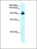 Anti-ACTN2 (AB2) antibody produced in rabbit IgG fraction of antiserum