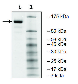 JARID1A human recombinant, expressed in baculovirus infected Sf9 cells, &#8805;80% (SDS-PAGE)