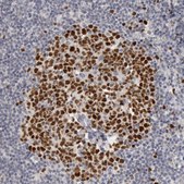 Anti-WDHD1 antibody produced in rabbit Prestige Antibodies® Powered by Atlas Antibodies, affinity isolated antibody, buffered aqueous glycerol solution