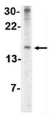 Anti-IEX1 Antibody from rabbit, purified by affinity chromatography