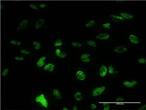 Monoclonal Anti-PUF60 antibody produced in mouse clone 1C1, purified immunoglobulin, buffered aqueous solution