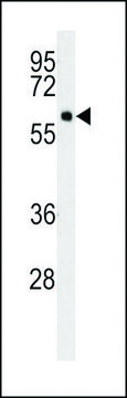 MONOCLONAL ANTI-SPA9 (N-TERMINAL) antibody produced in mouse clone 136CT29.7.4, crude ascites, buffered aqueous solution