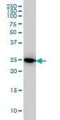 Monoclonal Anti-IL27 antibody produced in mouse clone 3F12, purified immunoglobulin, buffered aqueous solution