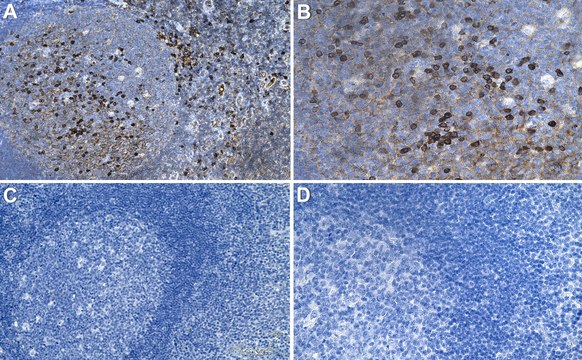 Anti-IgG1 Fc &#947; chain Antibody, clone 1B17 ZooMAb&#174; Rabbit Monoclonal recombinant, expressed in HEK 293 cells