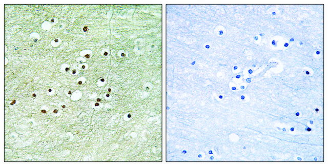 Anti-NPAS4 antibody produced in rabbit affinity isolated antibody