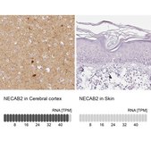 Anti-NECAB2 antibody produced in rabbit affinity isolated antibody, buffered aqueous glycerol solution