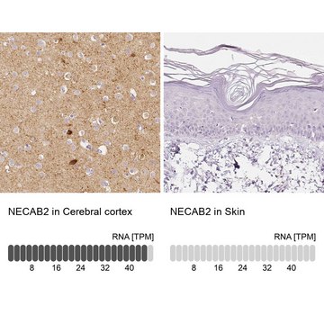 抗-NECAB2 兔抗 affinity isolated antibody, buffered aqueous glycerol solution