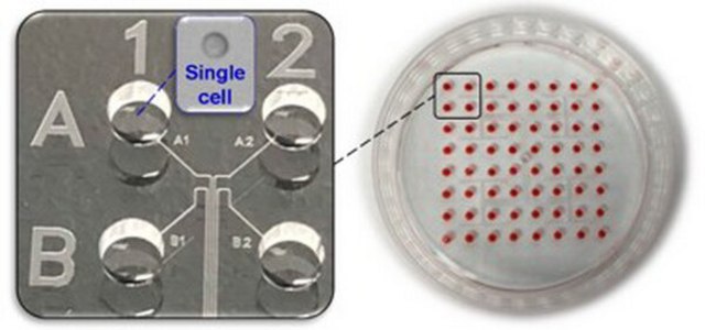 CellASIC&#174; Single Cell Isolation Chip plate size 64&#160;wells, well volume 1-2.5&#160;&#956;L, plate diam. × H 60&#160;mm × 12.6&#160;mm, cell capacity ~20 , single-cell yield