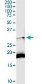 Anti-DARC antibody produced in rabbit purified immunoglobulin, buffered aqueous solution