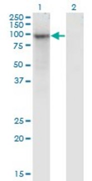 ANTI-ZNF41 antibody produced in mouse clone 3E12, purified immunoglobulin, buffered aqueous solution